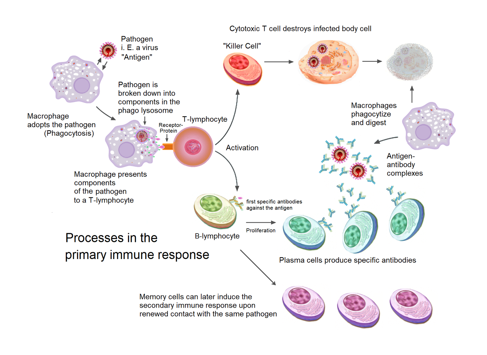 antibody production innate or adaptive